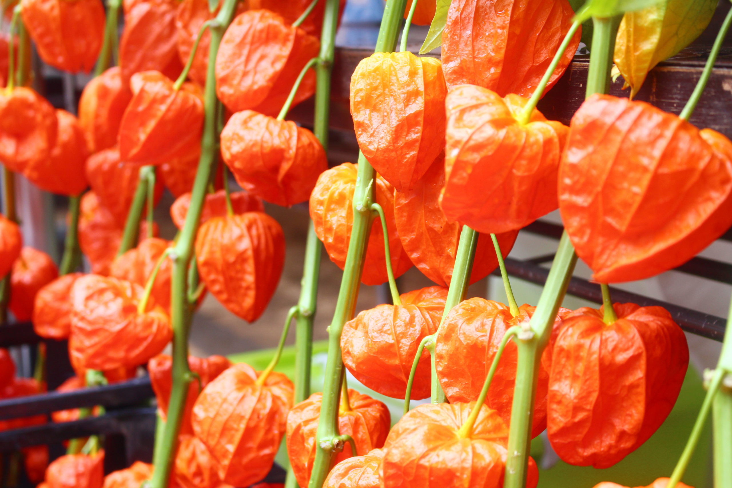 深大寺鬼燈まつりは、浅草に劣らずの人気！大きなほおずきが特徴的