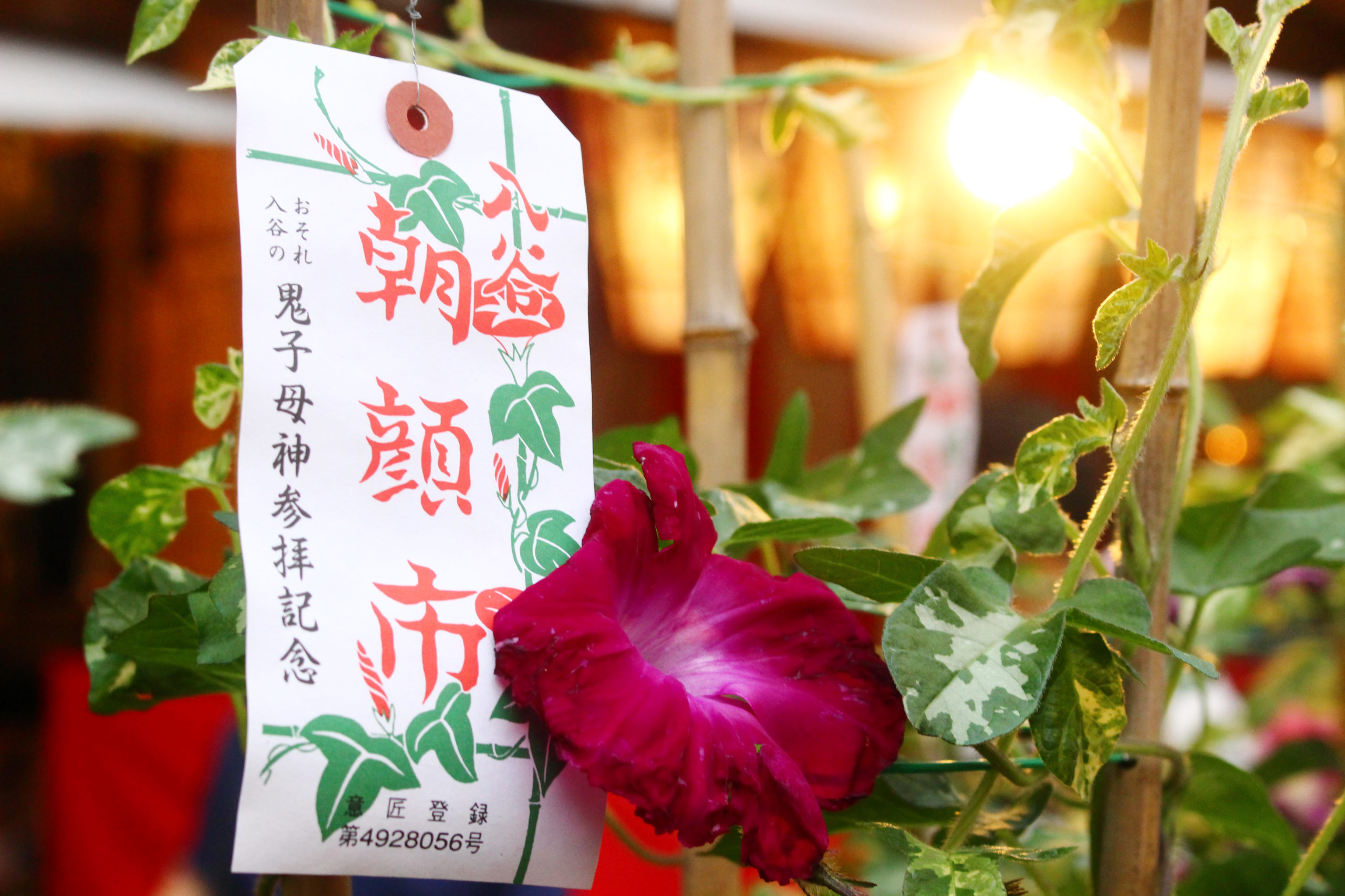 2023年は4年ぶりに「入谷朝顔まつり」が戻ってくる！ずらっと並んだ朝顔が東京の夏を告げる！