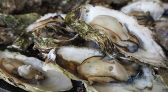 盛岡さんさ踊り！会場ではどんなグルメが楽しめる？2019年レポート！