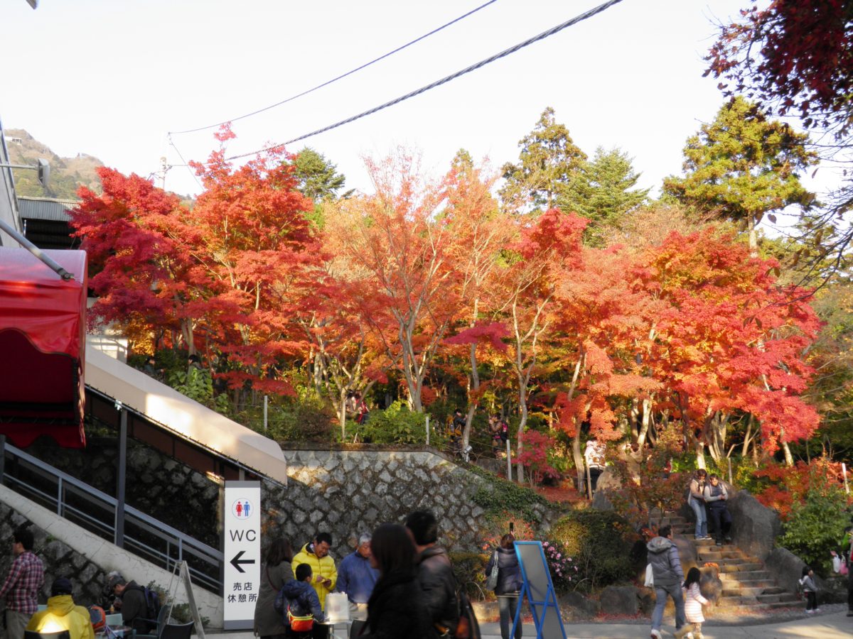 「筑波山もみじまつり」、筑波山神社の宮脇からケーブルカーに乗って筑波山を丸ごと紅葉狩り