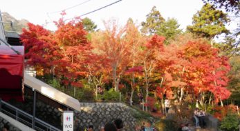 「筑波山もみじまつり」、筑波山神社の宮脇からケーブルカーに乗って筑波山を丸ごと紅葉狩り