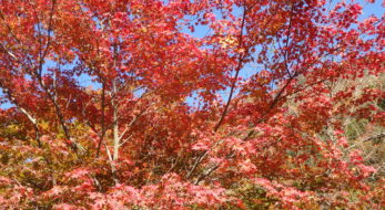 【紅葉まつりに行こう】関東で秋の色彩を背景に催される「紅葉まつり」9選