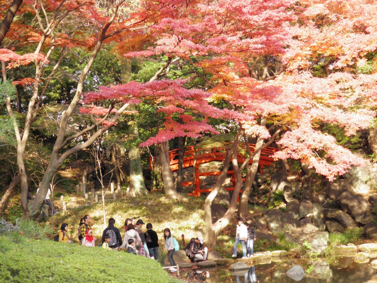 「小石川後楽園紅葉まつり」、場所ごとに異なる表情で語りかける紅葉