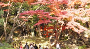 「小石川後楽園紅葉まつり」、場所ごとに異なる表情で語りかける紅葉