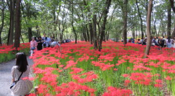 埼玉スゲー！500万本のヒガンバナ咲く2023年「巾着田曼珠沙華まつり」！高麗川の河川敷に今だけ赤い絨毯