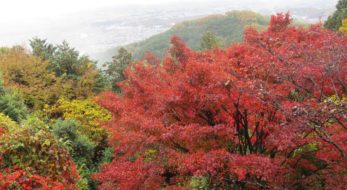 「太平山もみじまつり」、天候や時間とともに変化する眺望を背景に楽しむ紅葉