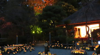 「京王百草園紅葉まつり」、来園者が自らライトアップ作業を行った後、暗闇に浮かぶ紅葉を鑑賞