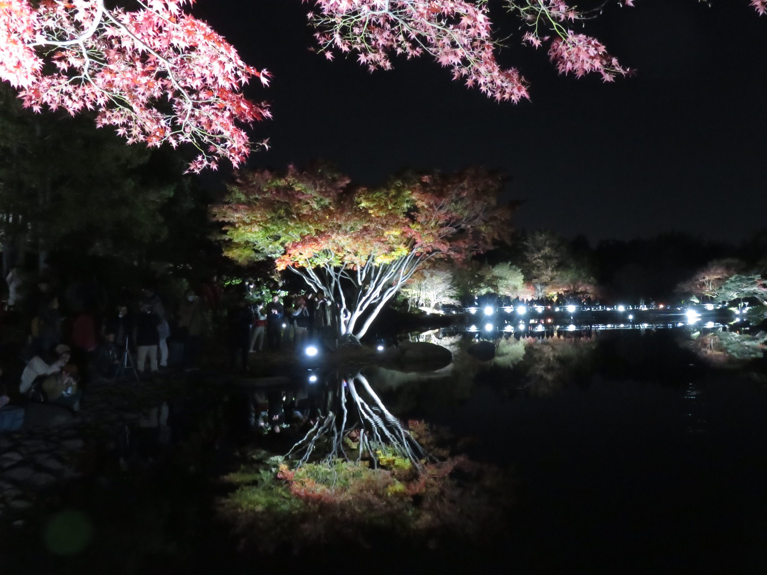 「国営昭和記念公園／黄葉紅葉まつり」夜間のライトアップで魅惑的な表情を見せる黄葉紅葉