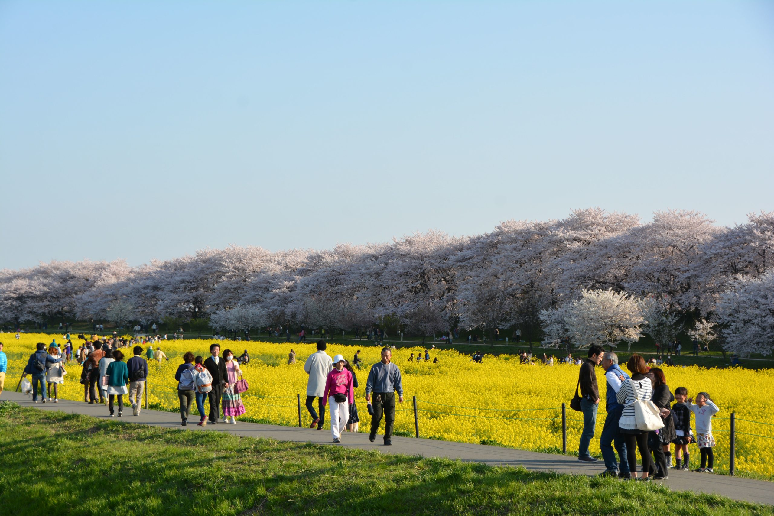 「幸手桜まつり」薄紅色の桜の花と黄色の菜の花の色彩のコントラストで春爛漫の権現堂