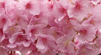 「河津桜まつり」春を待ちきれない人に、近寄る春の訪れを知らせる早咲きの河津桜