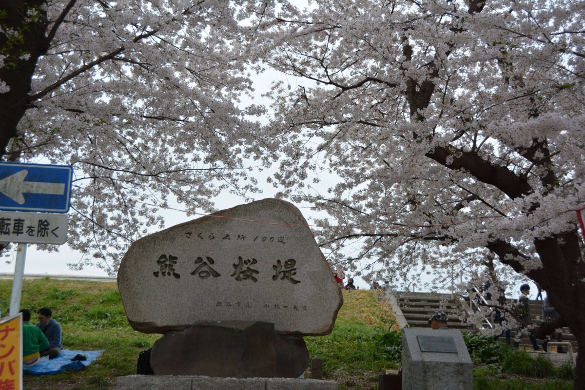 「熊谷さくら祭」約2キロにわたって約500本のソメイヨシノが一斉に花を咲かせる熊谷桜堤