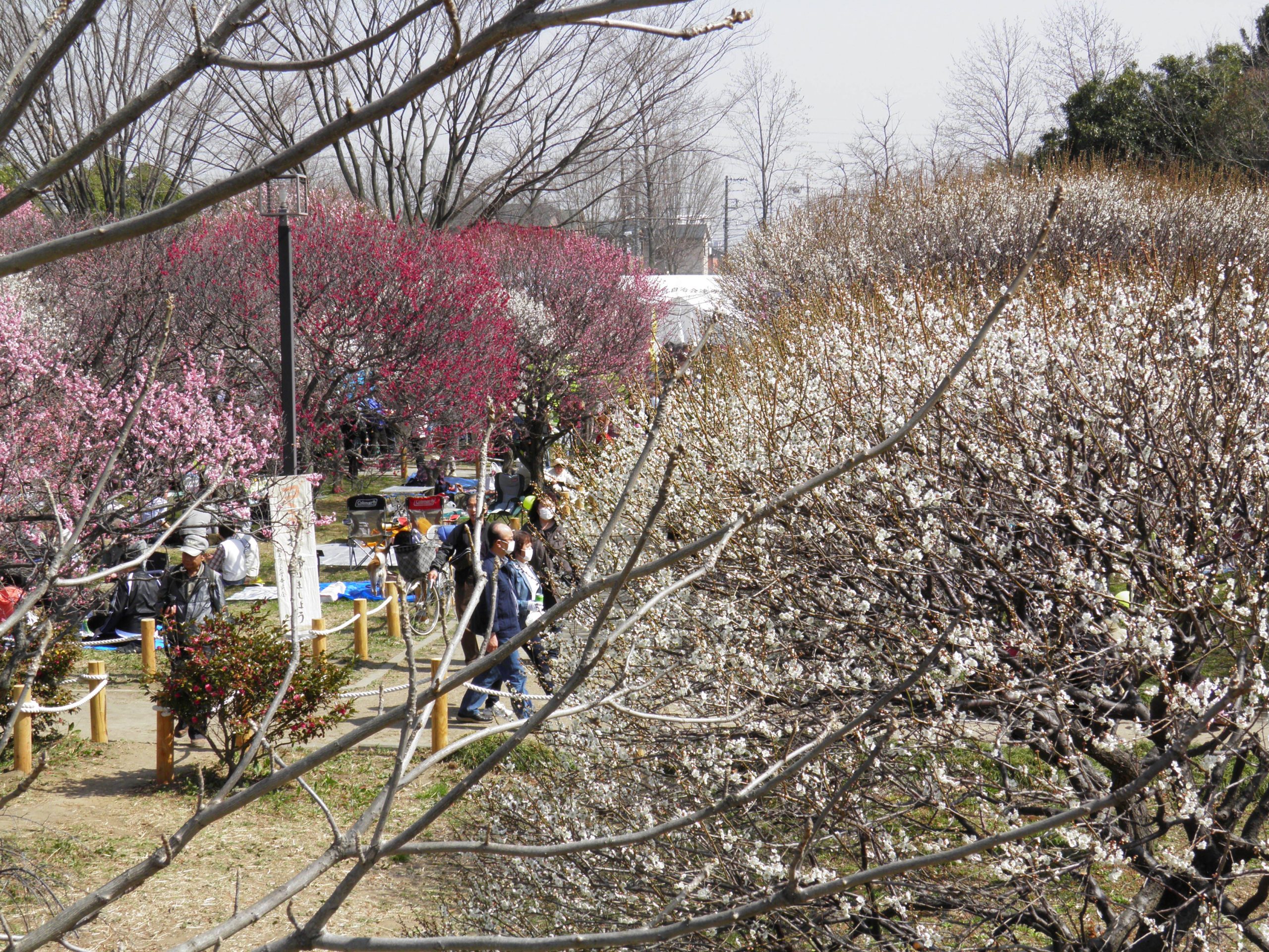 「越谷梅林公園　梅まつり」紅白40品種の梅の花が創り出す絶妙の色彩のコントラスト