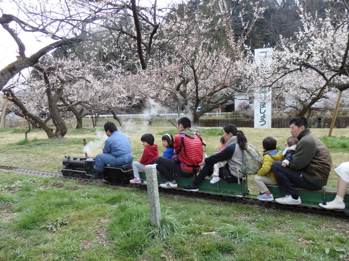 「越生梅林　梅まつり」関東三大梅林を走り抜けるミニSL