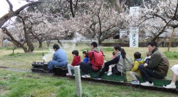 「越生梅林　梅まつり」関東三大梅林を走り抜けるミニSL