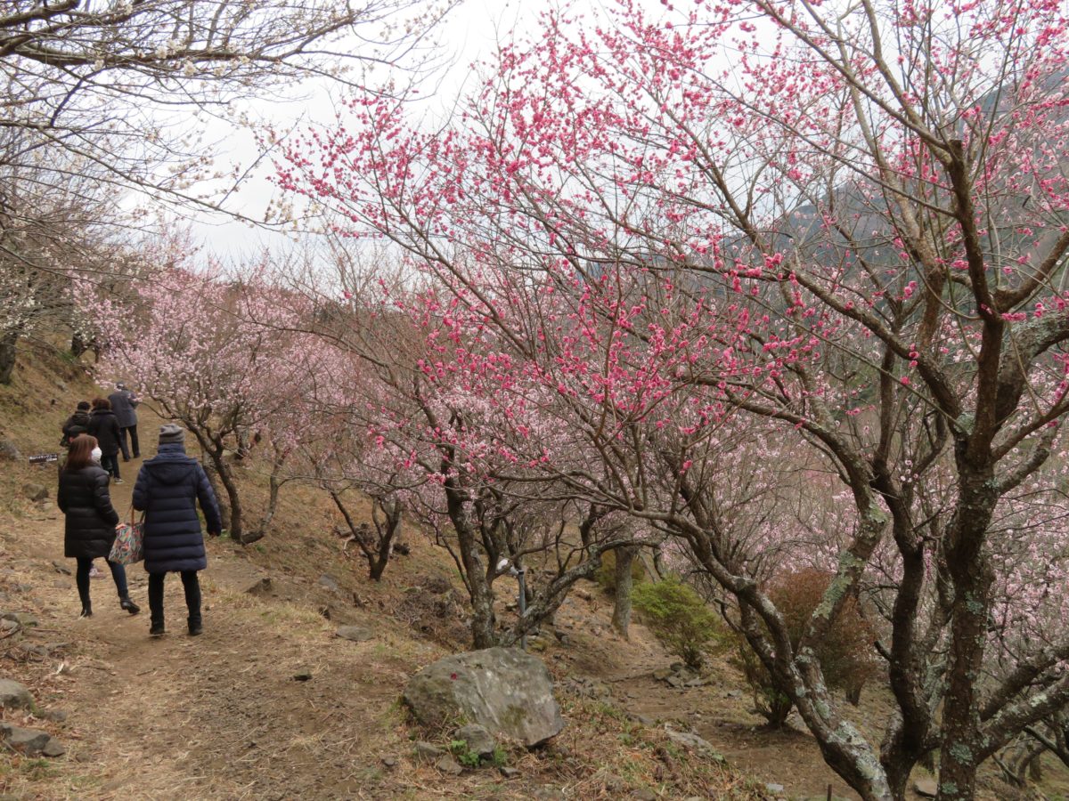 「湯河原梅林梅の宴」温泉街の北部に聳える幕山を季節の彩りで包む約4,000本の梅