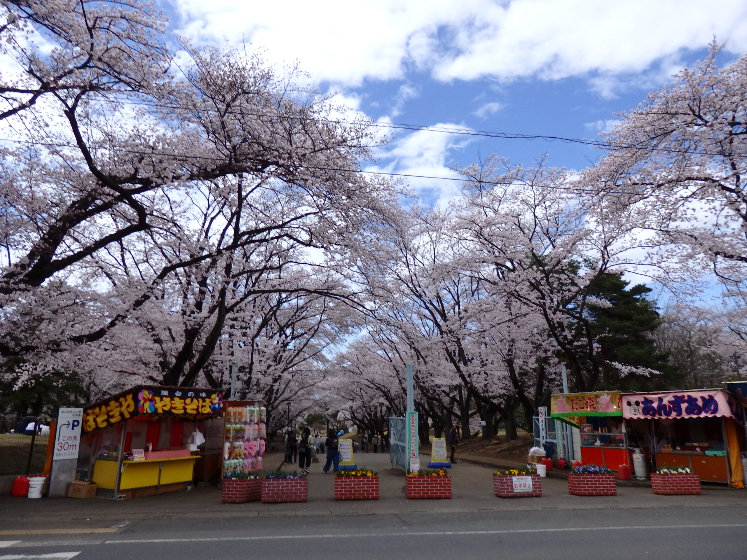 「狭山稲荷山公園桜まつり」かつての米軍基地で、長い枝を張り出し公園の上空を覆う桜の花