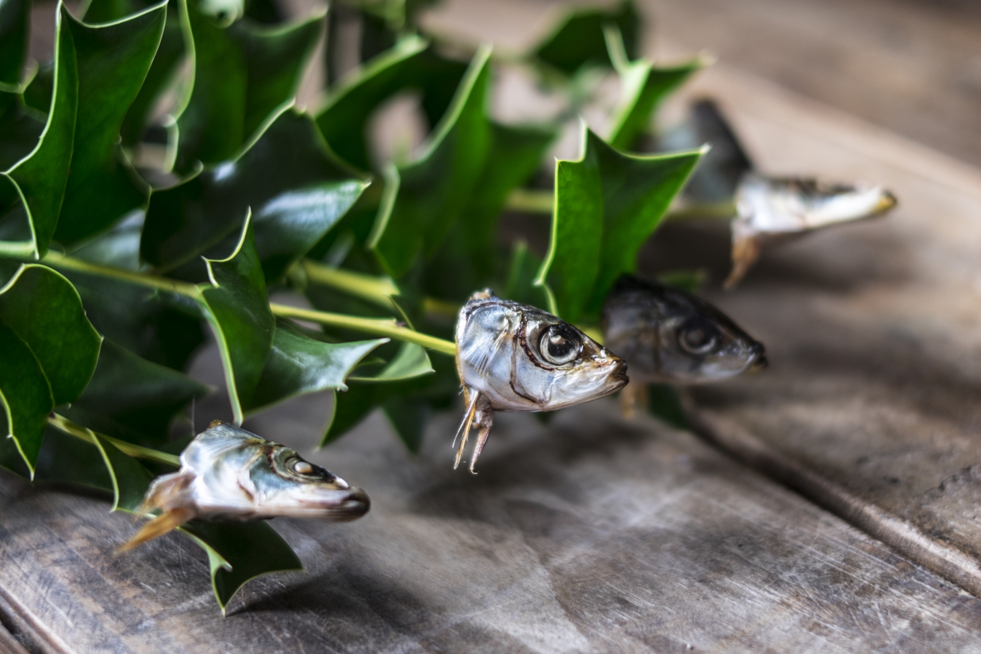 節分でいわしを食べる理由とは？オススメの食べ方もご紹介！