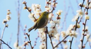 京王百草園で恒例の「梅まつり」が開催