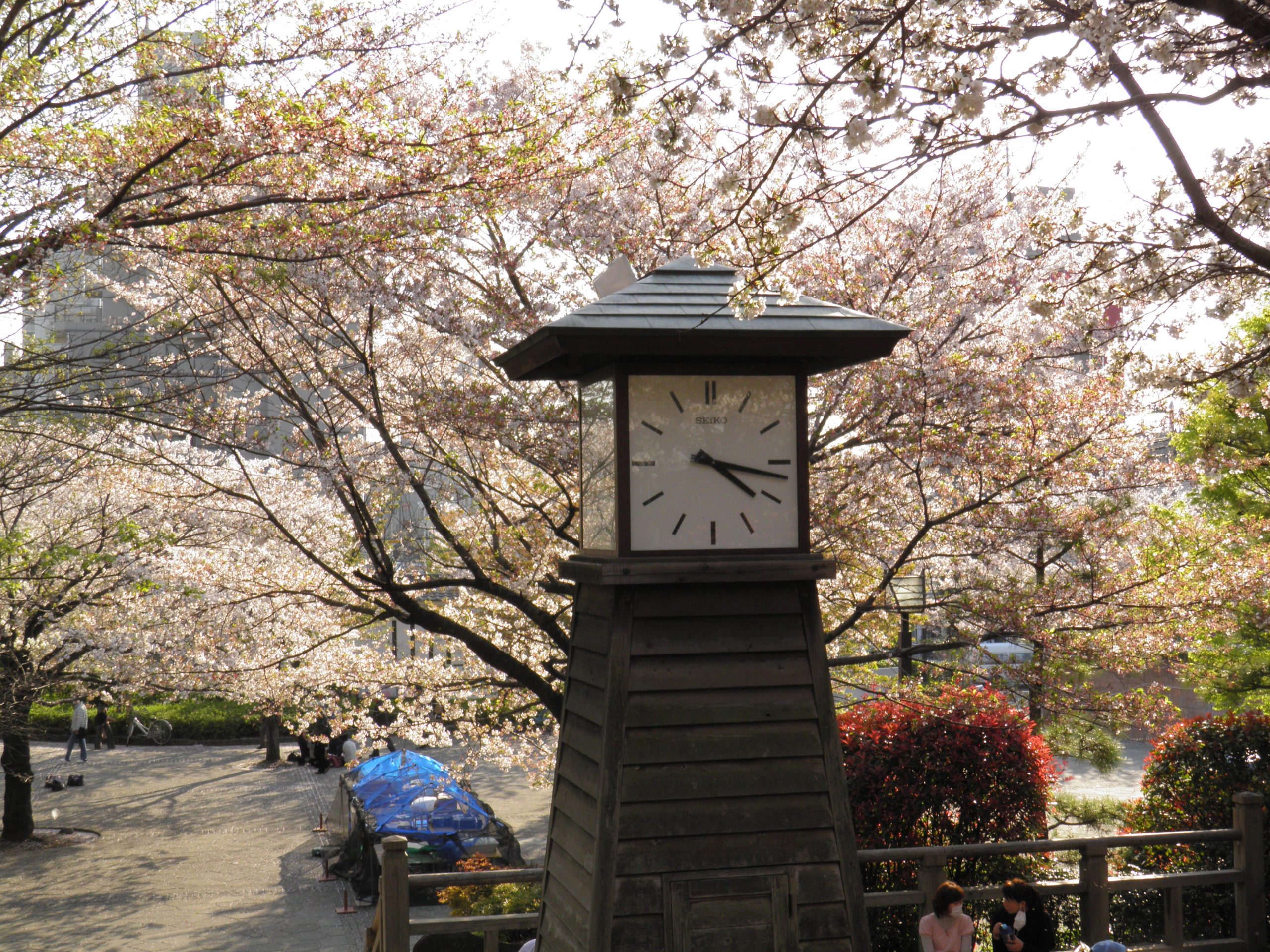 「北区さくらSA＊KASOまつり」江戸時代に第8代将軍の徳川吉宗が作り上げた桜の名所