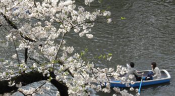 「千代田のさくらまつり」バスやボートからも眺められる江戸城内濠、千鳥ヶ淵の桜