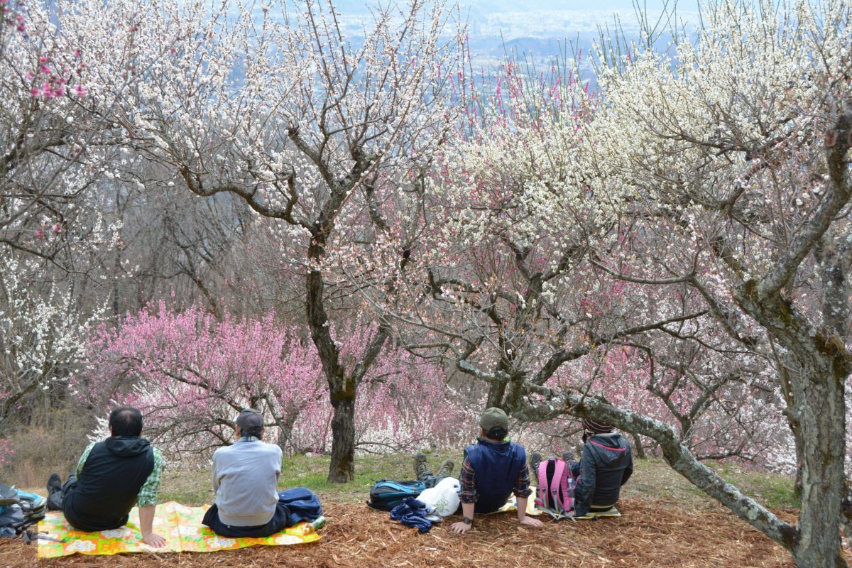 「長瀞宝登山梅まつり」山肌を季節のグラデーションで彩る約170種類の梅
