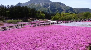 春の絶景スポット「羊山公園芝桜まつり2023」in秩父！ピンクと白の絨毯を敷きつめたような芝桜の丘