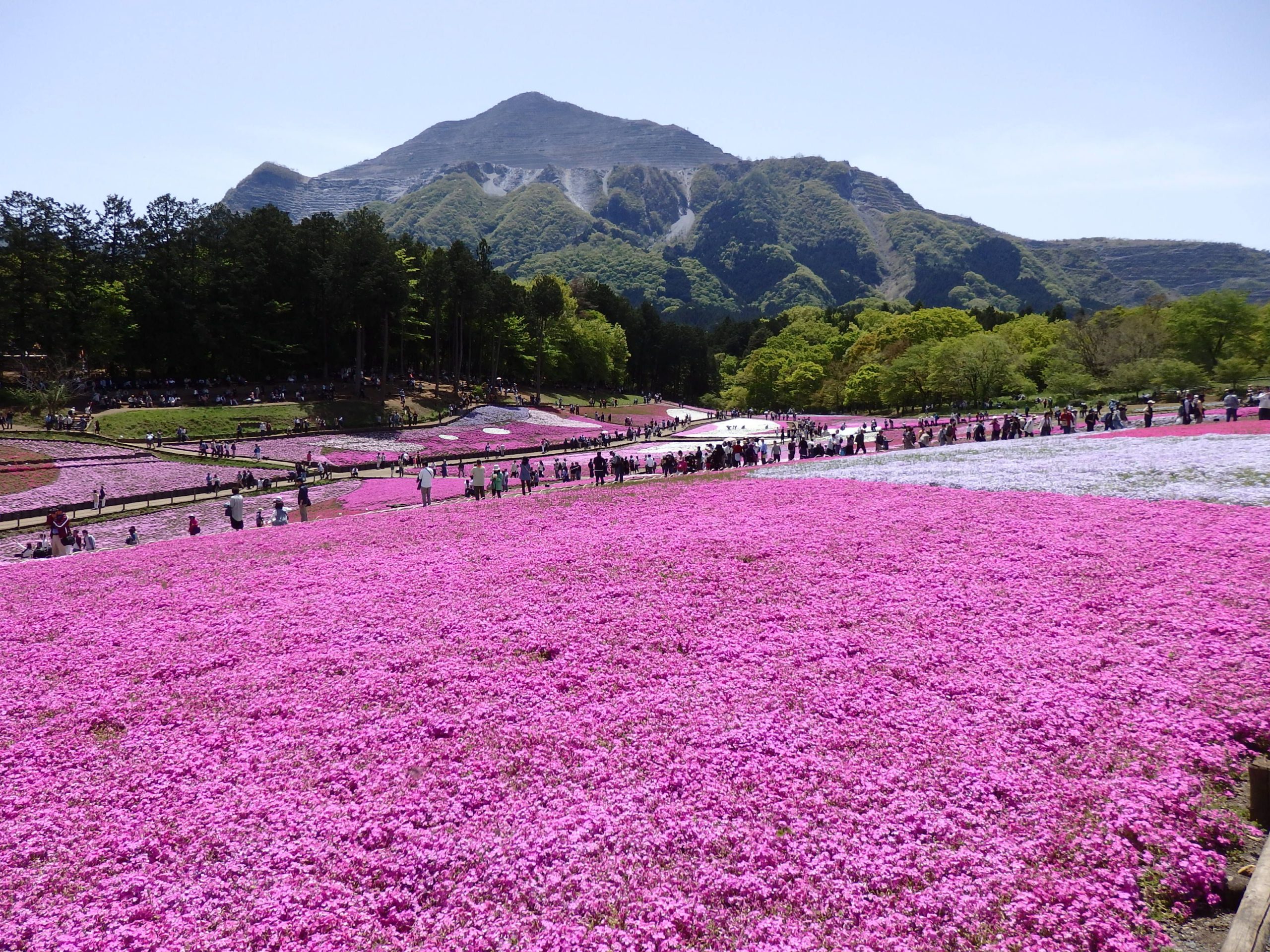 春の絶景スポット「羊山公園芝桜まつり2023」in秩父！ピンクと白の絨毯を敷きつめたような芝桜の丘