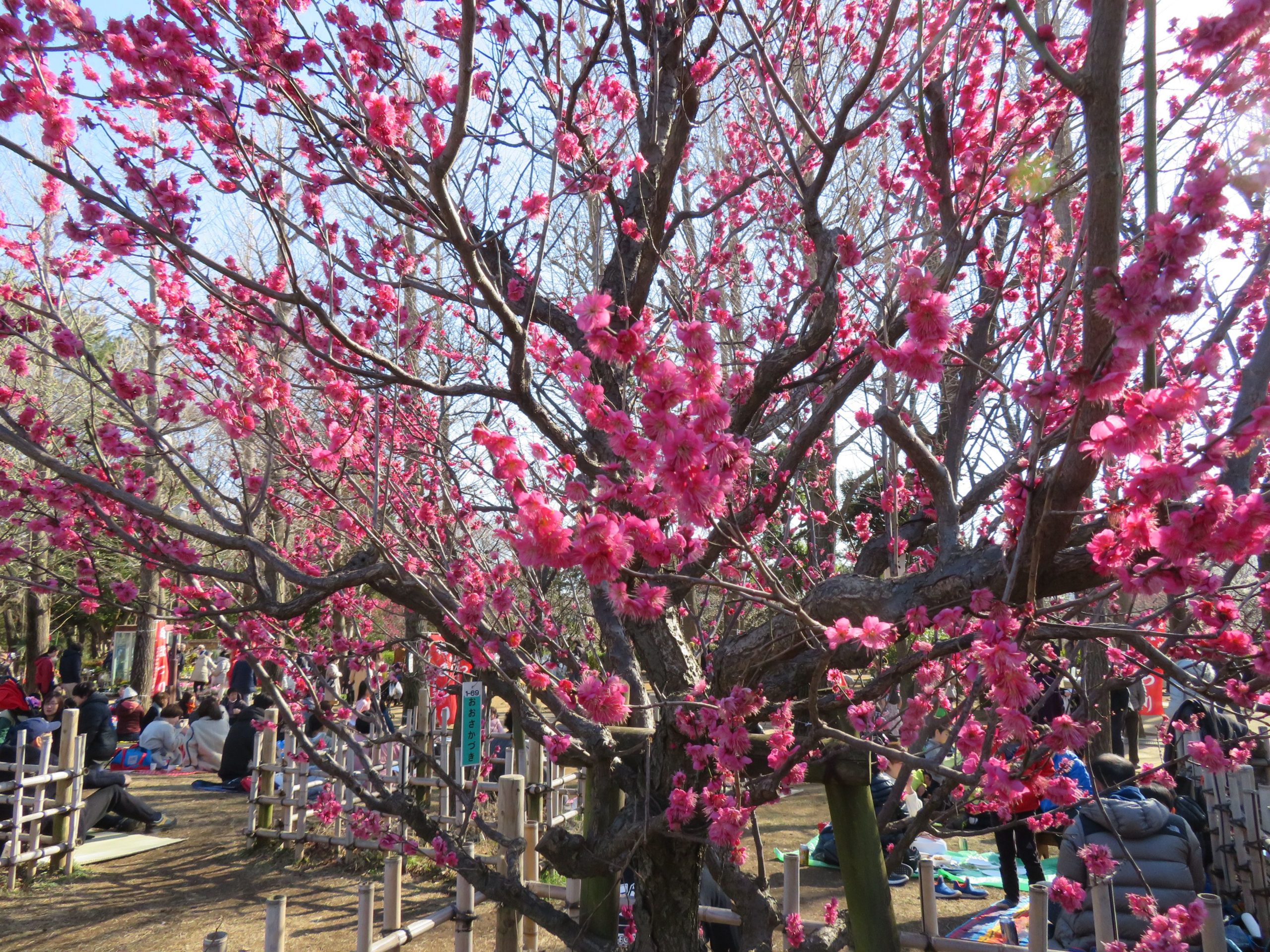 【せたがや梅まつり】梅ケ丘の羽根木公園でイベントとともに楽しむ約650本、約60品種の紅梅、白梅