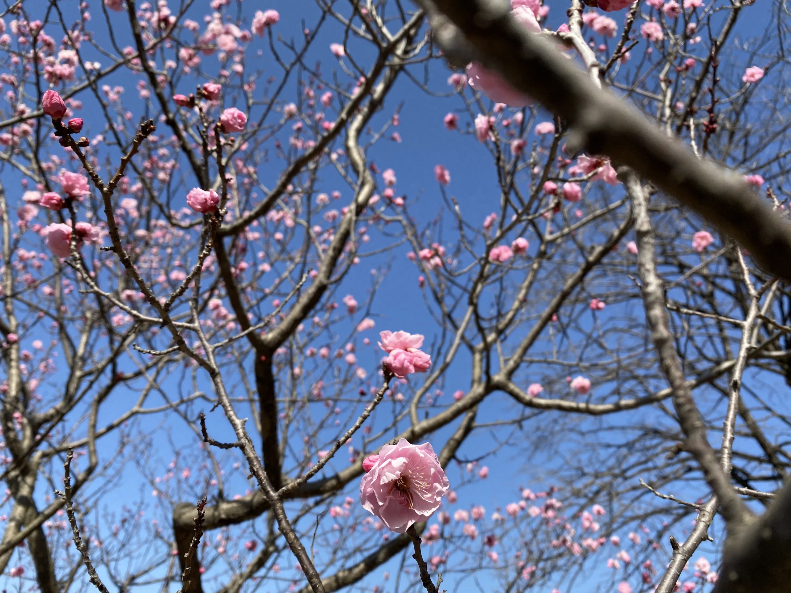 大高緑地花梅まつりで花も団子も映えも手に入れろ!