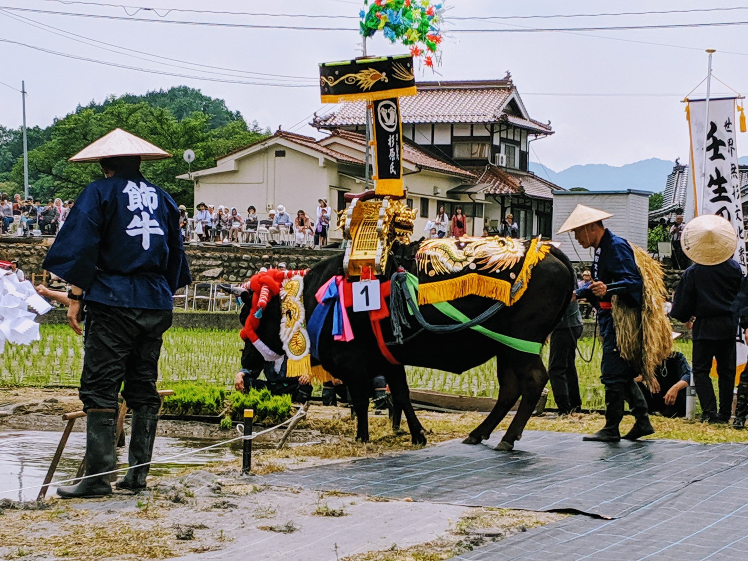 「壬生の花田植」田舎の景色と華やかな飾牛｜観光経済新聞
