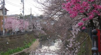 【大岡川プロムナード桜まつり】観音橋から太田橋まで薄紅色の帯を繋ぐ桜並木