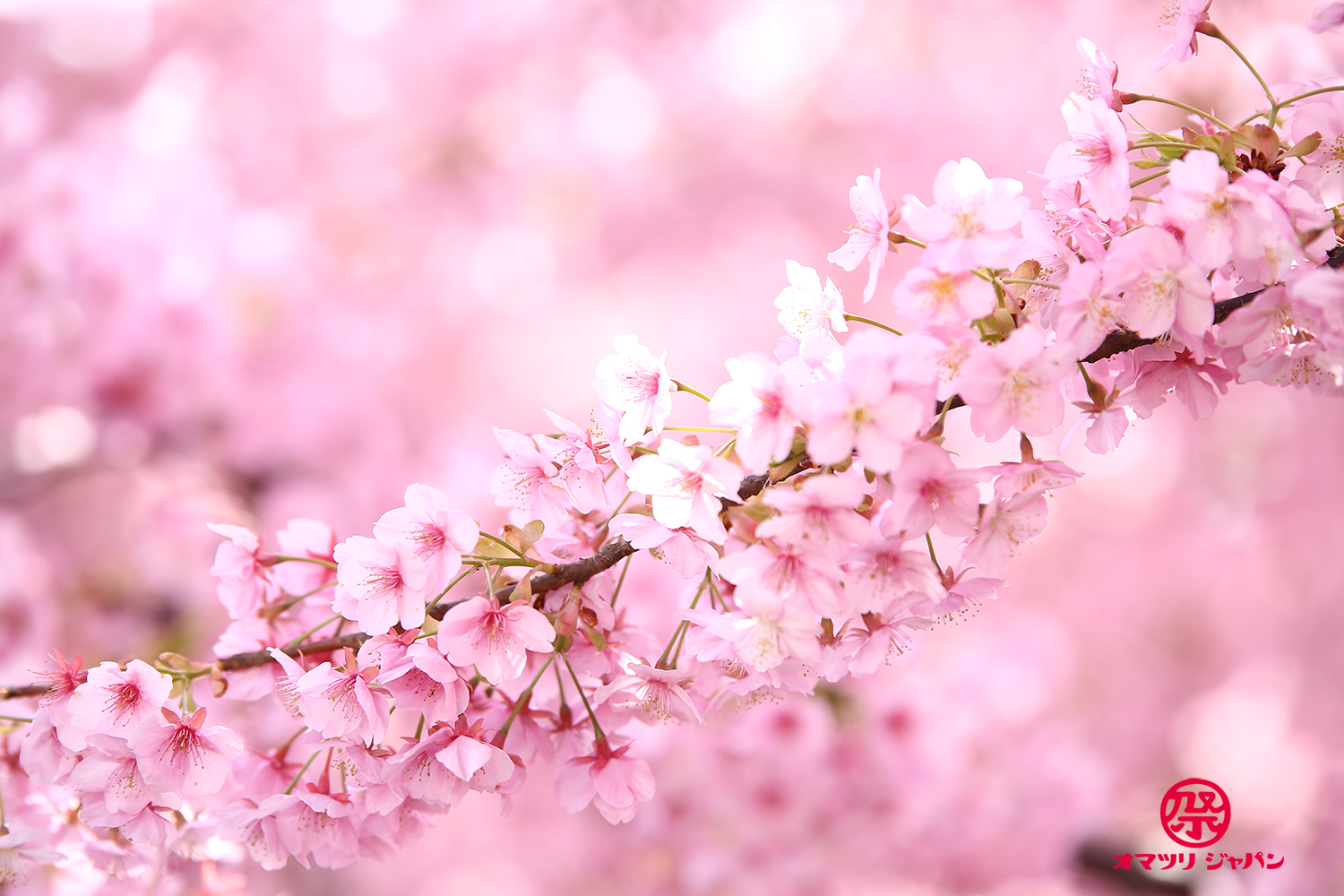 淀水路「河津桜」京都で一番早く咲く桜