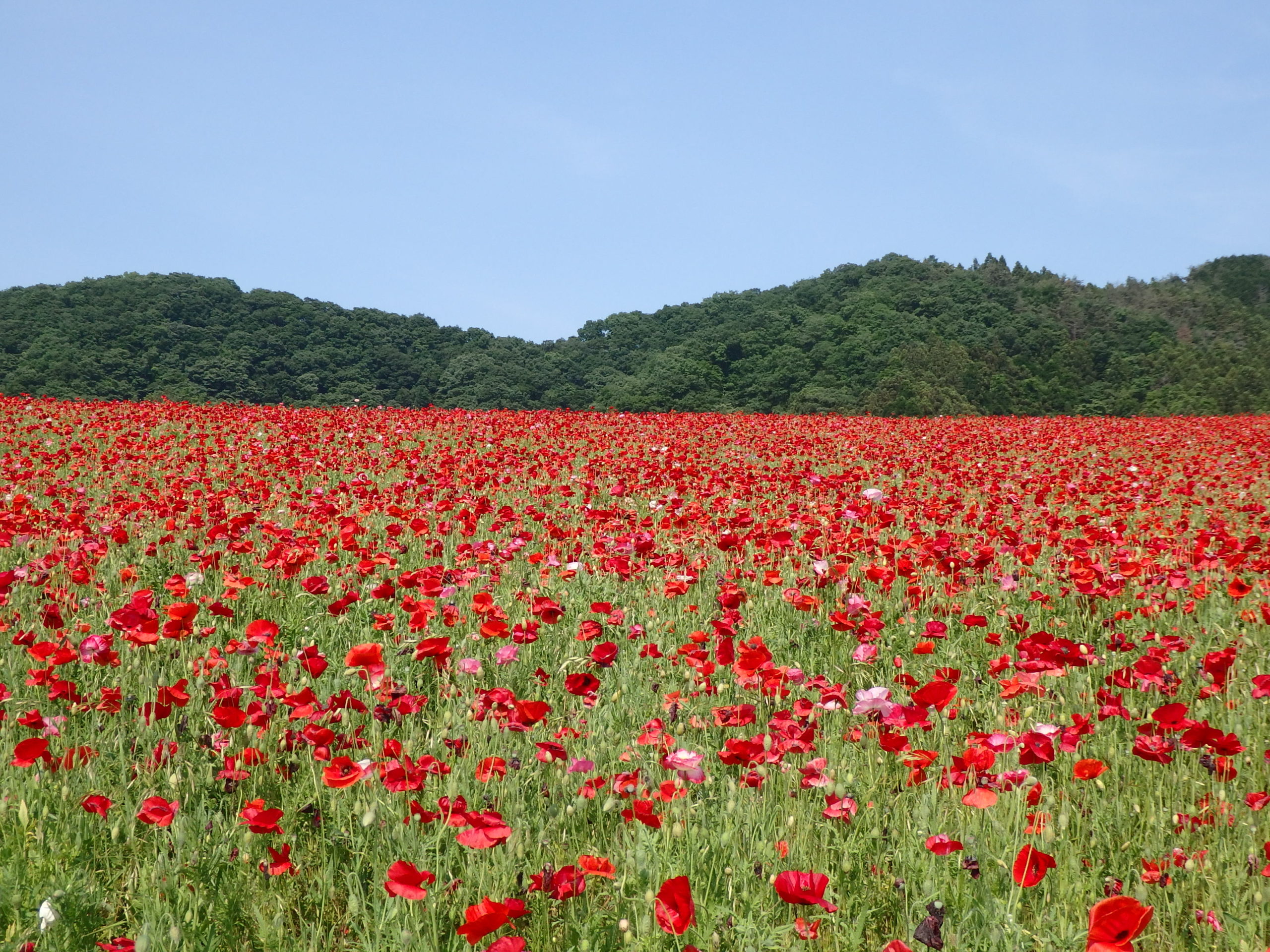 【天空のポピー】彩の国ふれあい牧場近くの高原で青空に映える真赤な花