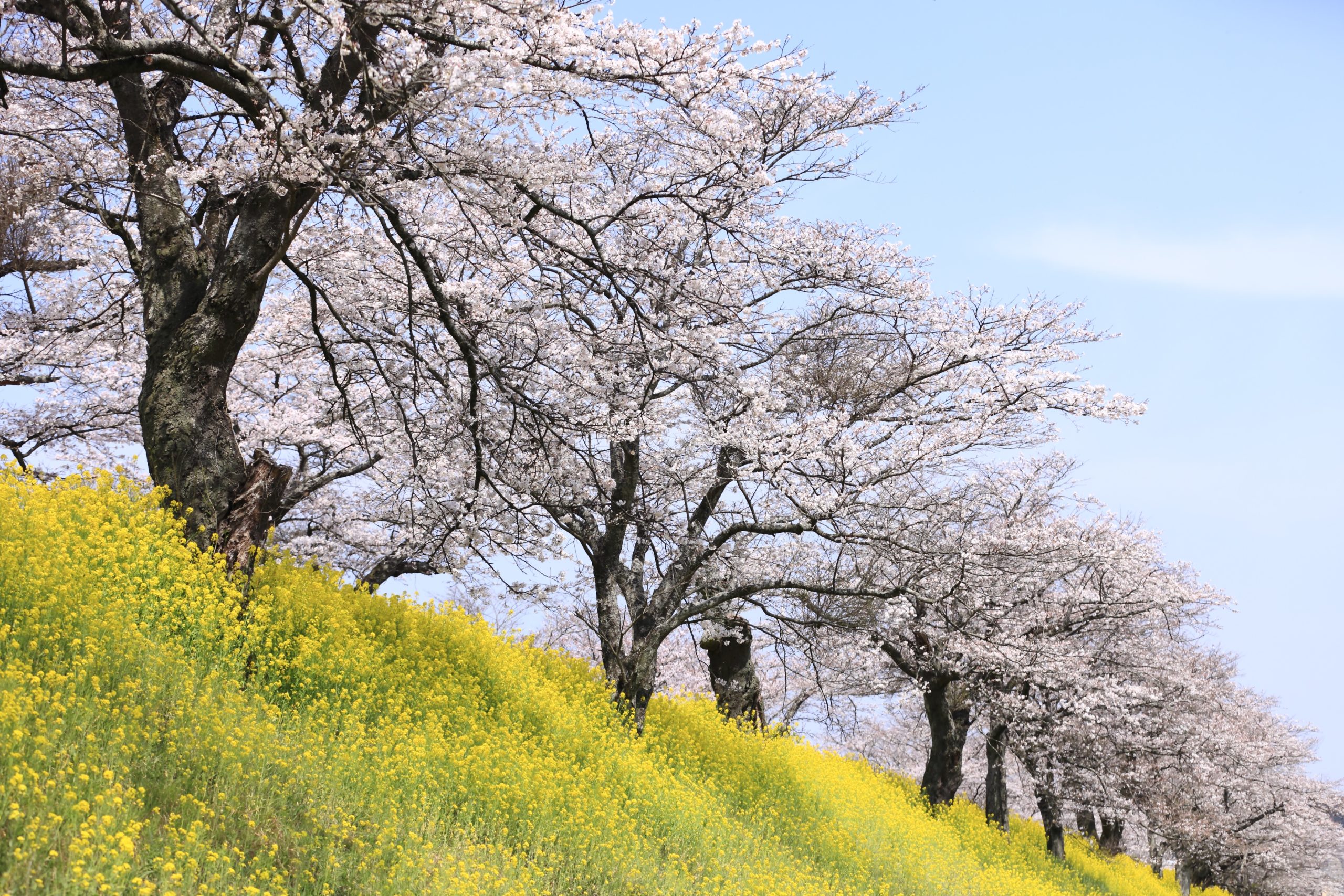 【さくらの桜が待ってます】氏家ゆうゆうパークの桜づつみに行こう！【栃木県さくら市】