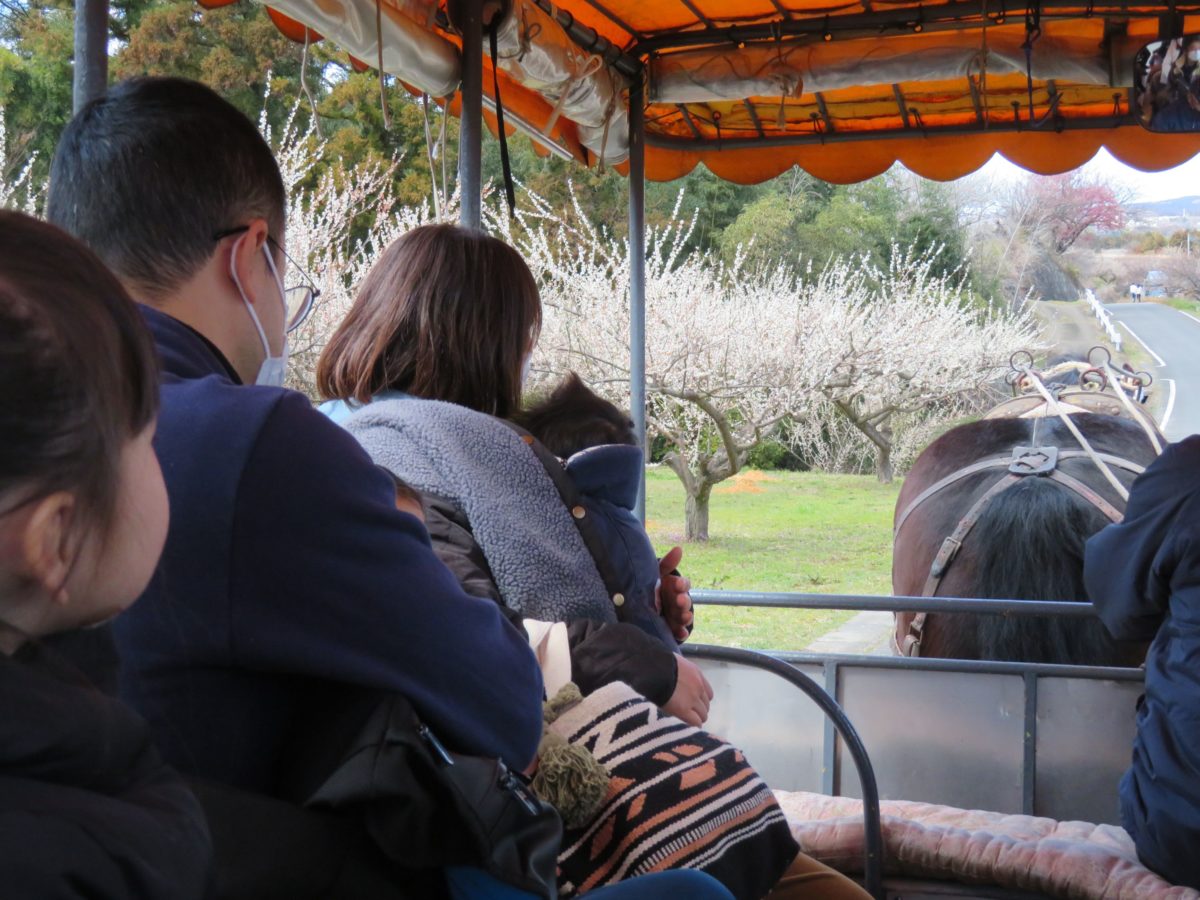 【榛名の梅祭り】トテ馬車での梅林散策、多彩なイベント、無料の梅食品配布などの魅力が満載