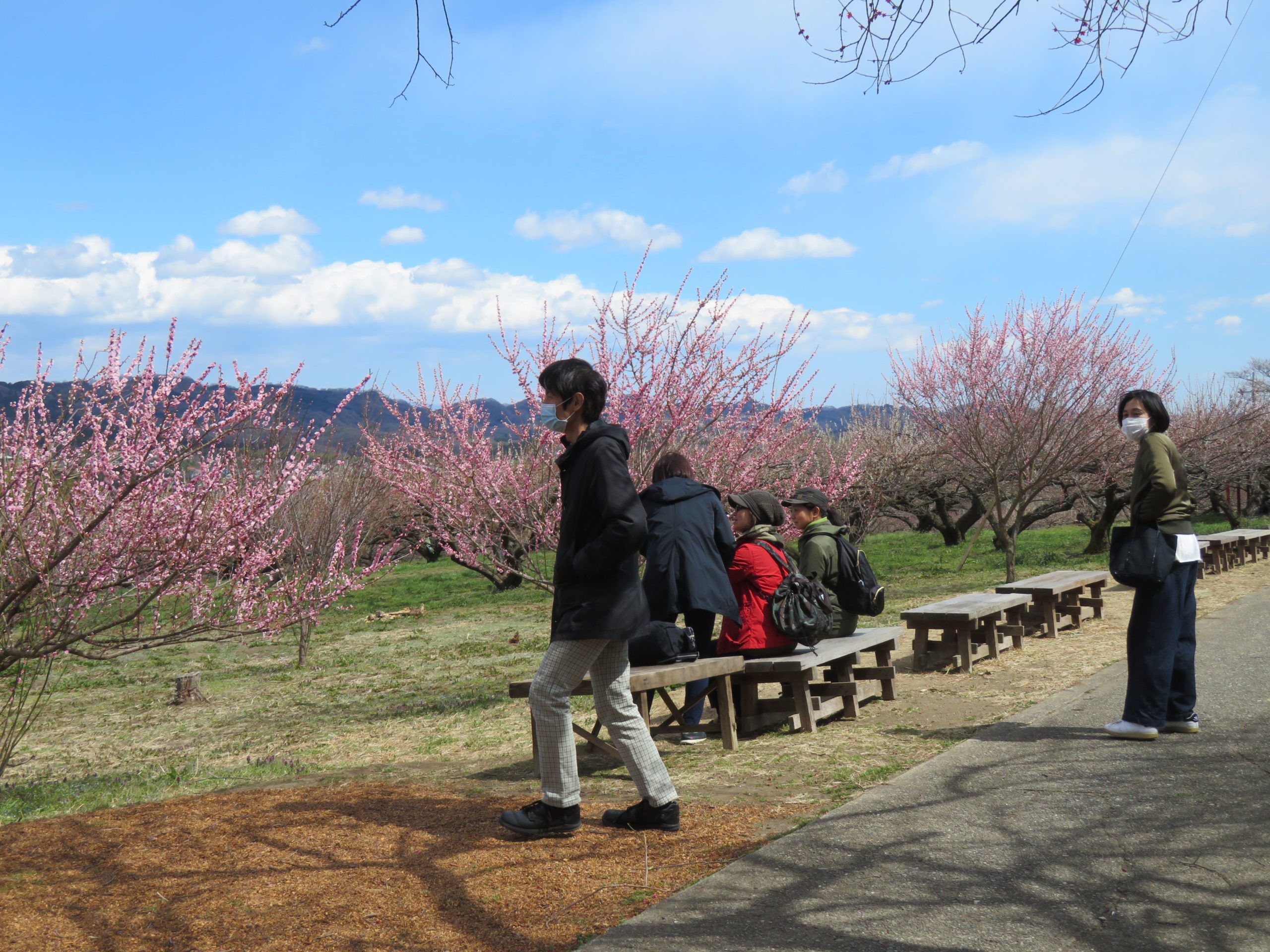 【秋間梅林祭】三軒茶屋から遊歩道に入り360度のパノラマで眺める群馬三大梅林