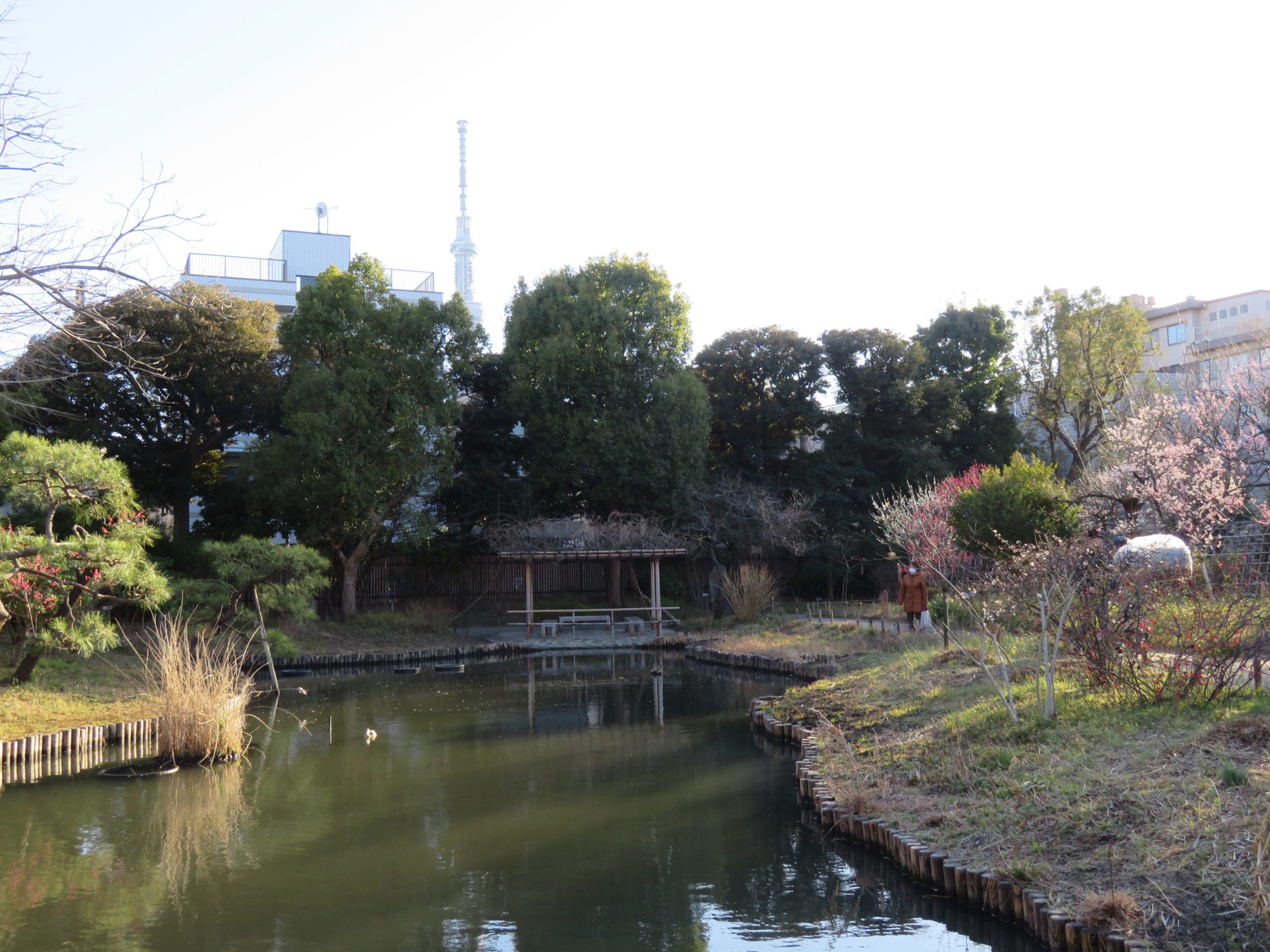 【向島百花園梅まつり】江戸時代から文人墨客のサロンとなった日本庭園を彩る梅の花