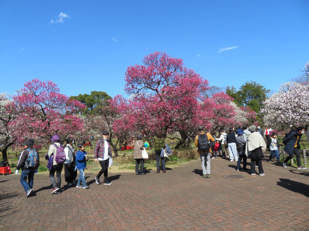 【郷土の森梅まつり】歴史的なロマンが満ち溢れる野外博物館に漂う梅の香り