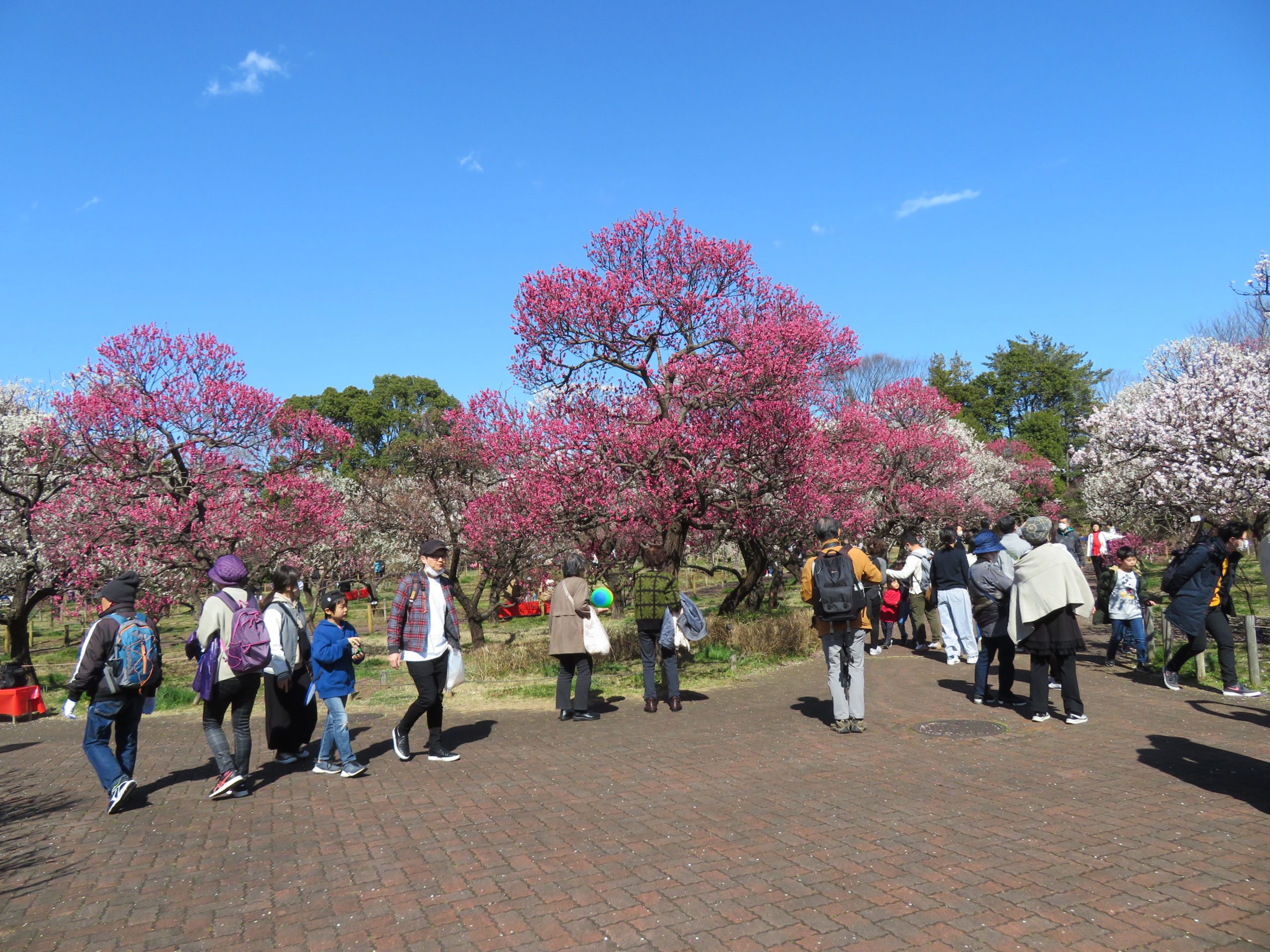 【郷土の森梅まつり】歴史的なロマンが満ち溢れる野外博物館に漂う梅の香り