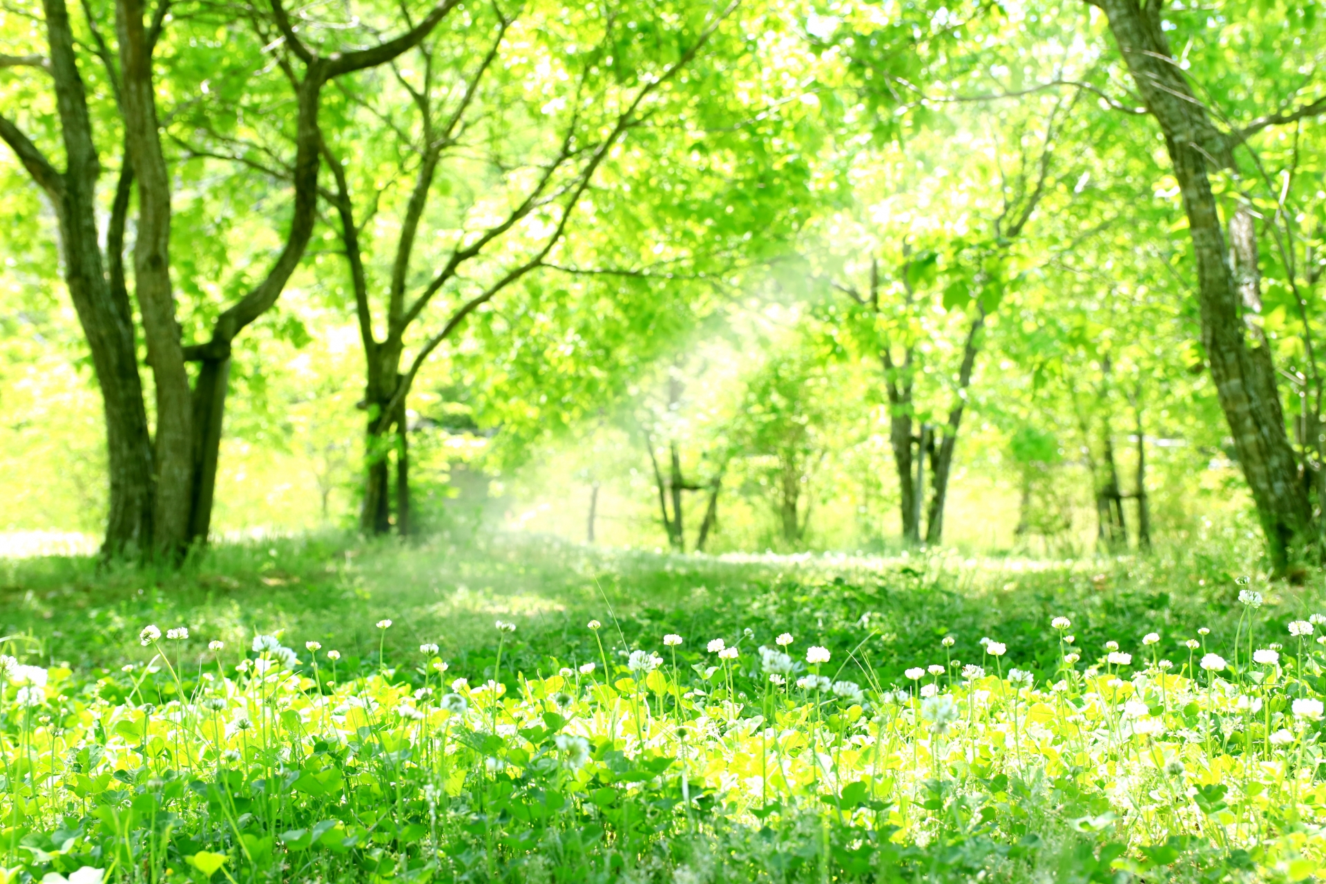 花のパワーで免疫力アップ！コロナ対策にも有効かも？！