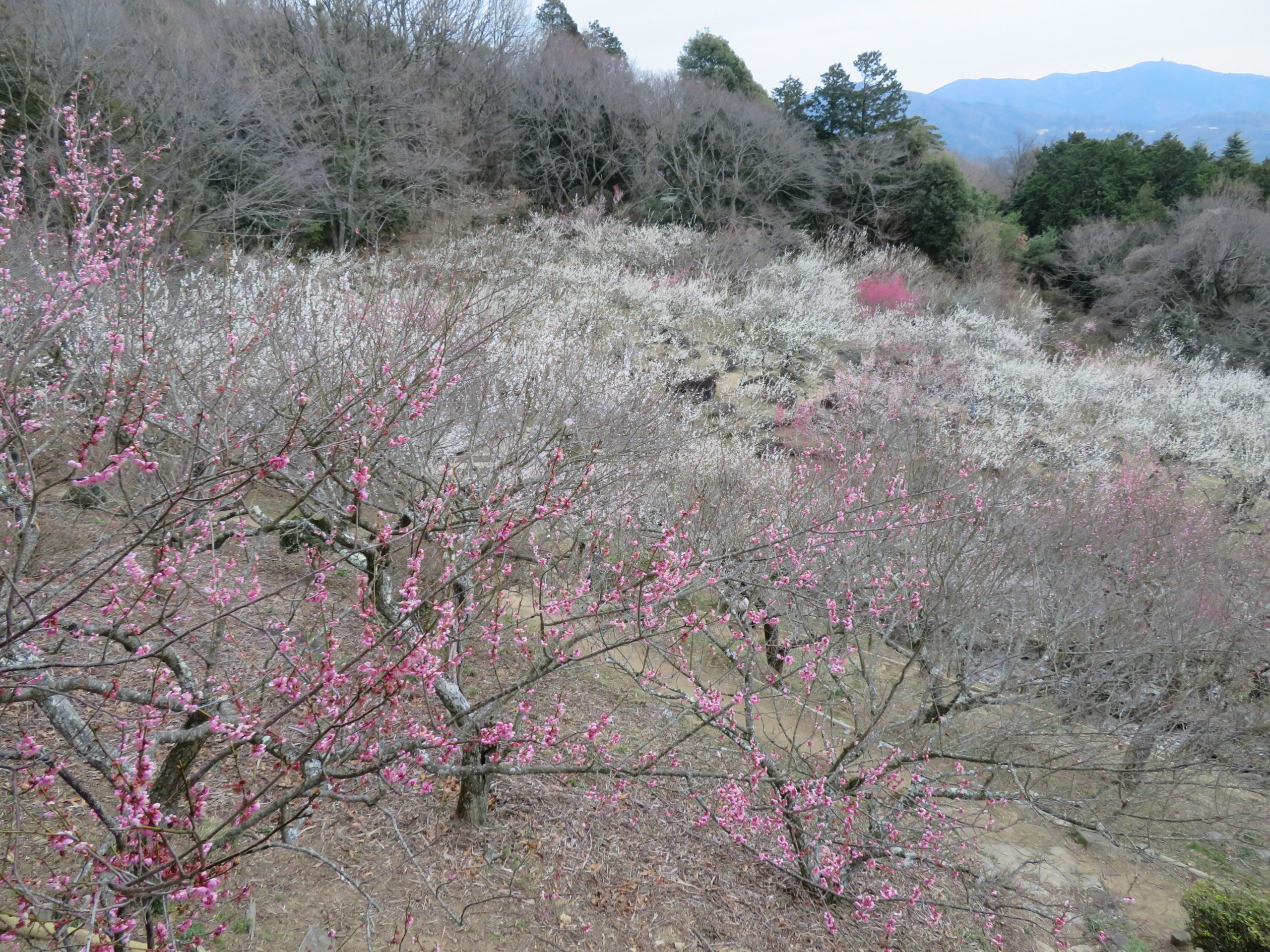 【筑波山梅まつり】筑波石とのコラボがユニークな梅林東部と水仙の花が愛らしく寄り添う西部