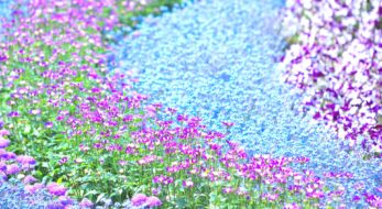 フラワーフェスティバル5選！初夏まで楽しめる、花の祭典！