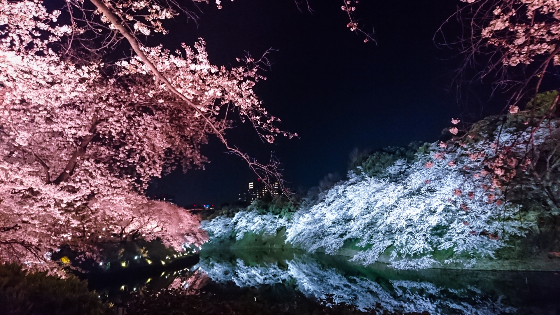 夜桜のライトアップは格別！厳選スポットを5ヶ所ご紹介！