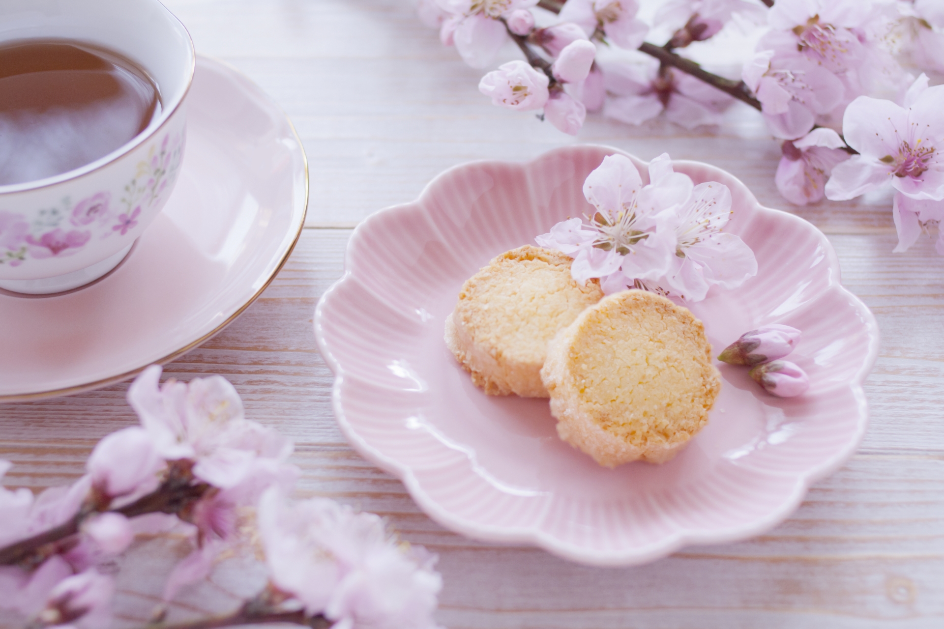 お花見が中止になっても楽しむには？花見難民を救うおすすめレジャー