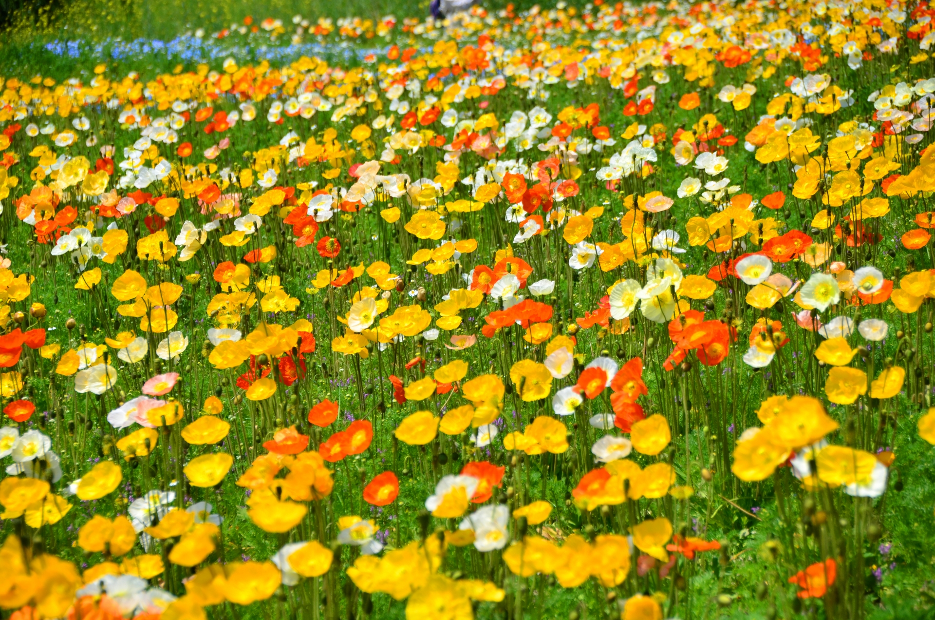 首都圏で可愛いポピーが楽しめるフラワーフェスティバル5選！