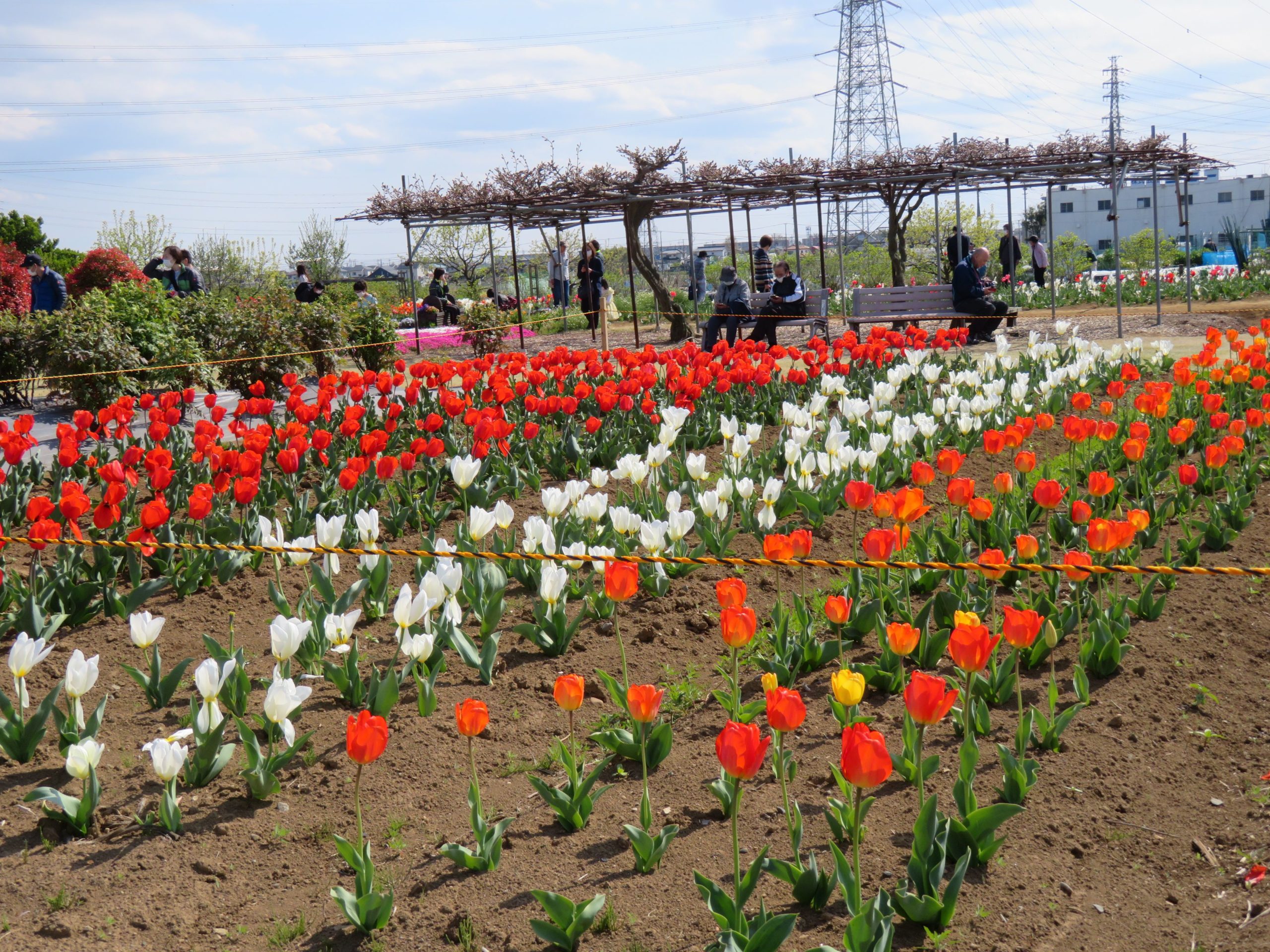 【花のオアシスフェア・チューリップまつり】色や形で個性を競う約4万の花々