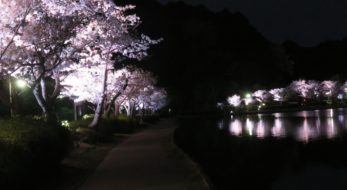 【水戸の桜まつり】夜間にライトアップされる千波湖を一周する遊歩道の桜並木