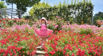 バラが楽しめるフラワーフェスティバル5選！コロナ明けはバラを楽しもう！