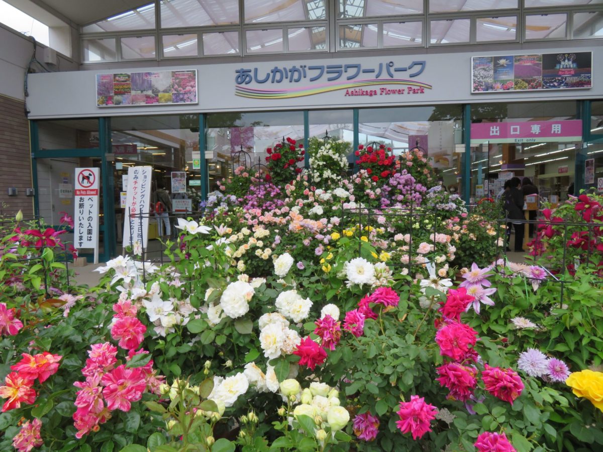 あしかがフラワーパーク・春のバラ祭りが開催中！花で覆われるローズガーデン