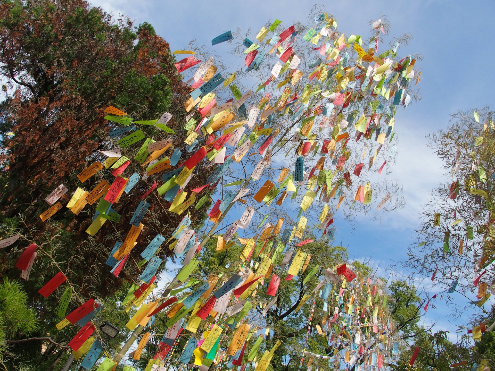 七夕はお盆行事の一環だった？！七夕で笹の葉や短冊が使われているワケ